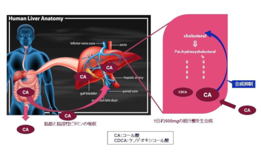 レクメドの事業説明